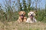 GOLDEN RETRIEVER 263